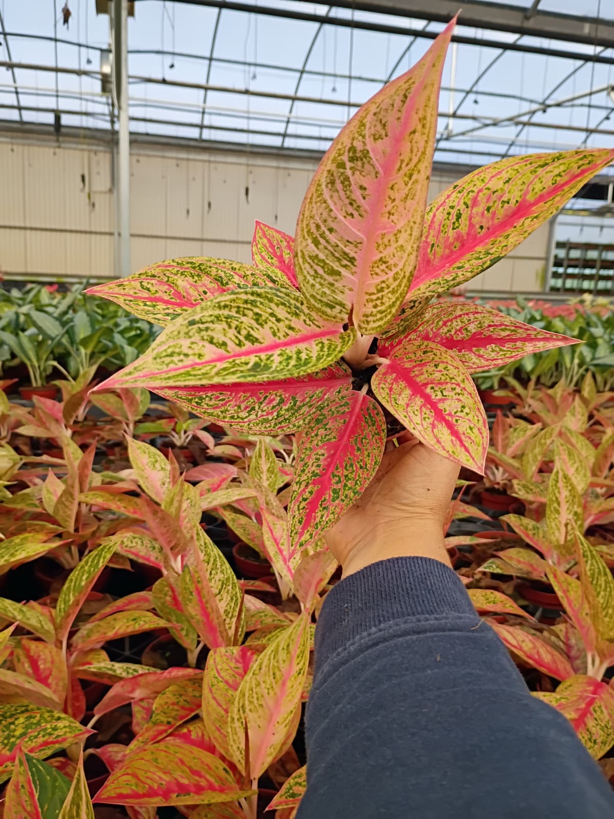 4" Aglaonema Legacy Red