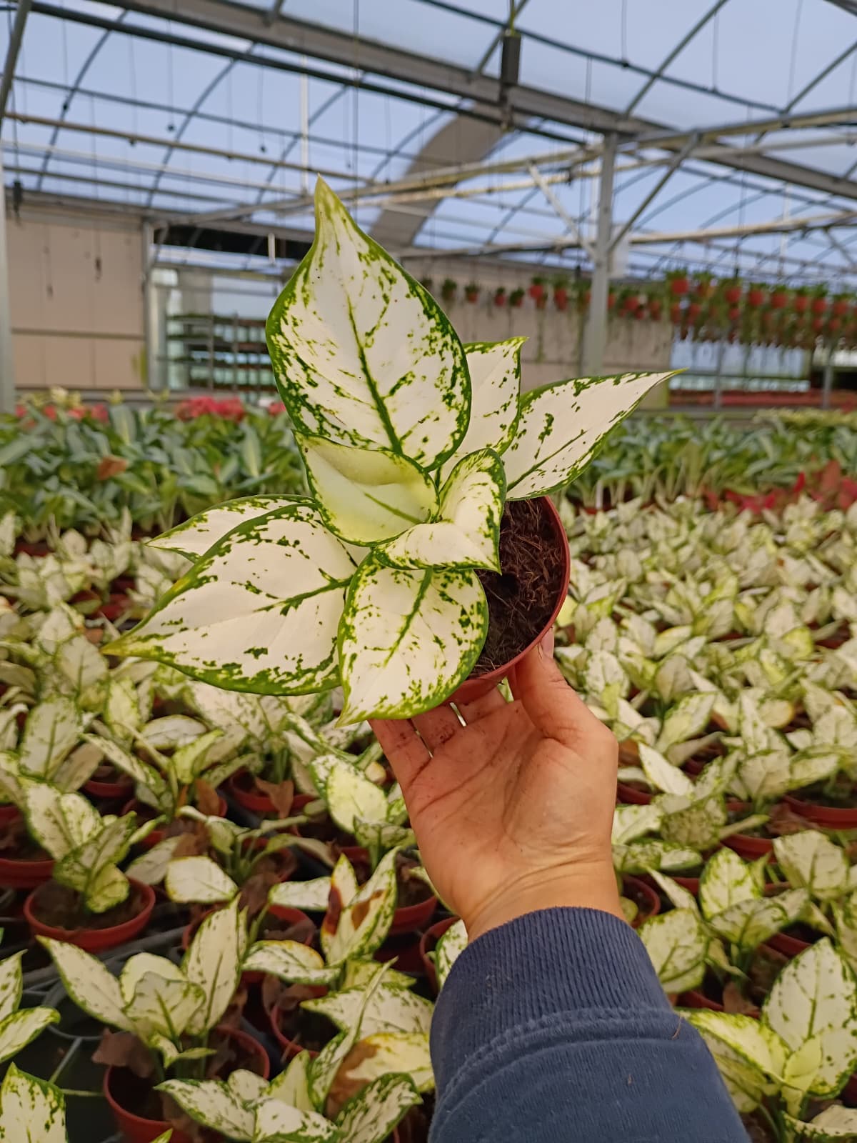 4" Aglaonema Super White