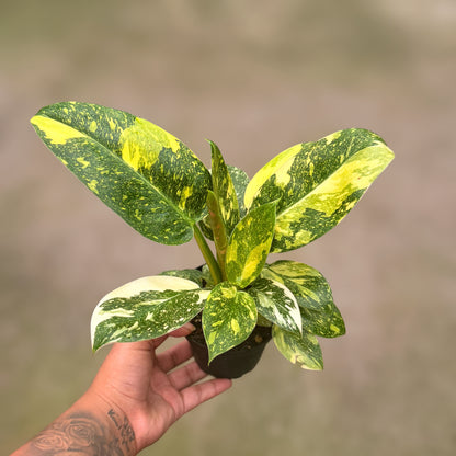 4" Philodendron Green Congo Varigated (High Variegation)
