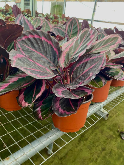 6” Calathea Jessy Princess