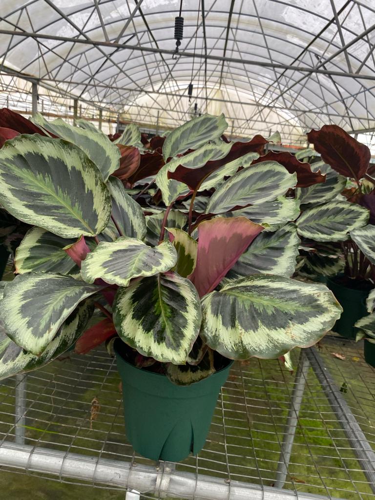 8” Calathea Shine Star