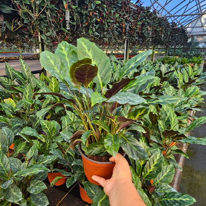 6” Calathea Maui Queen