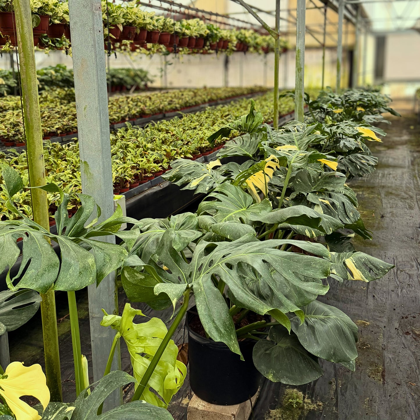 14" Monstera Thai Constellation