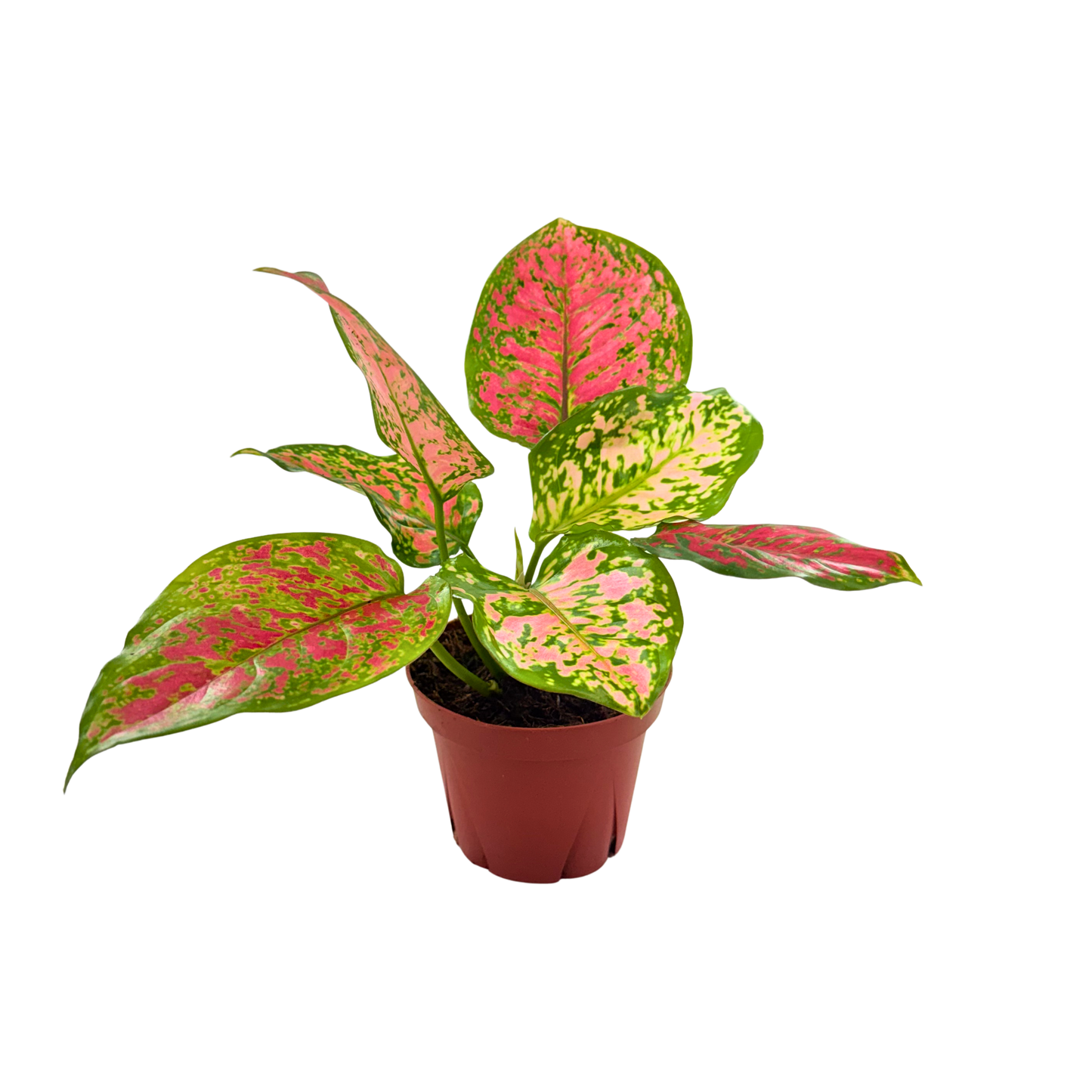 4" Aglaonema Kumkoon