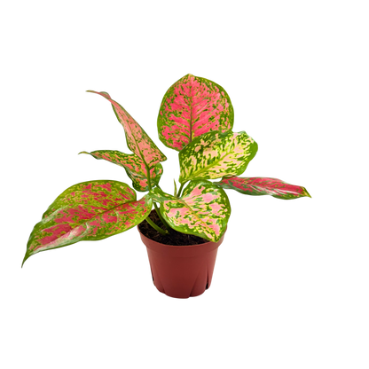 4" Aglaonema Kumkoon