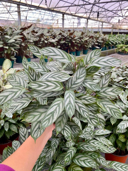 6" Calathea Silver Star