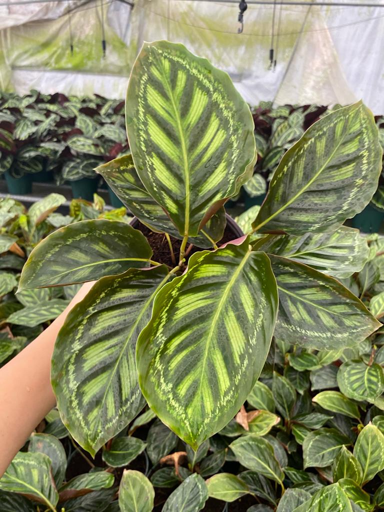 6” Calathea Flame Star