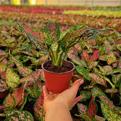 4" Aglaonema Katrina