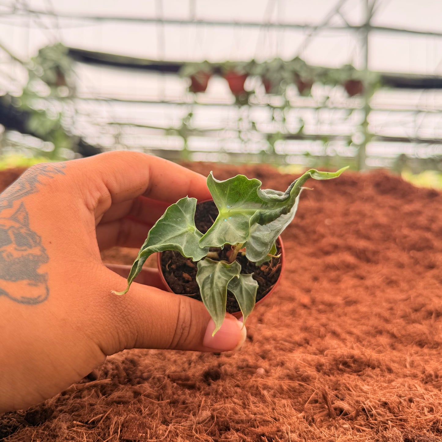 2" Alocasia Loco