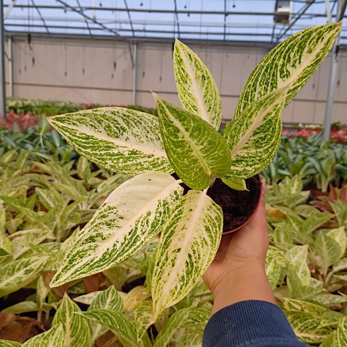 4" Aglaonema Legacy White