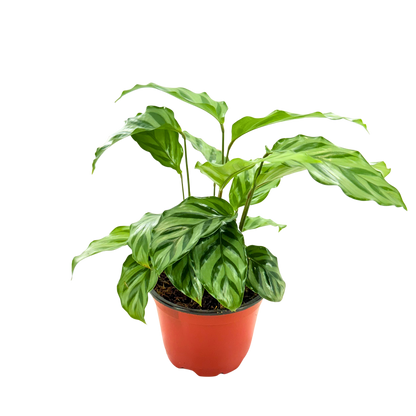 4” Calathea Freddie