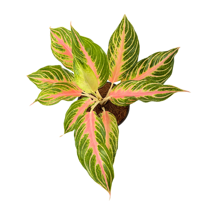 6" Aglaonema Pink Panama