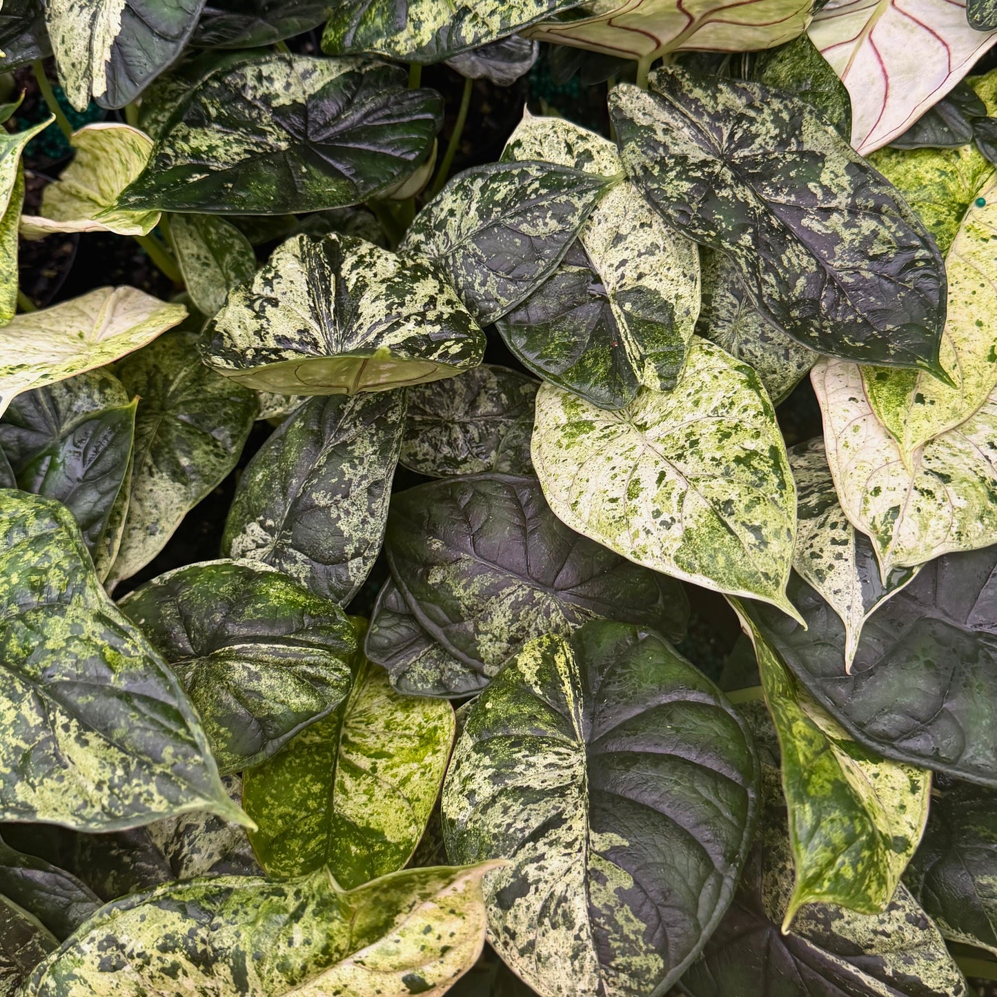 4” Alocasia Dragon Scale (Mint Variegated) (High Variegation)
