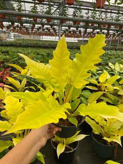 6"  Philodendron Golden Crocodile