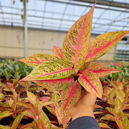 4" Aglaonema Legacy Red