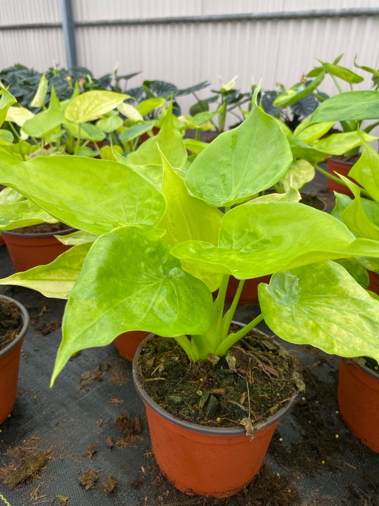 6” Alocasia Cucuyata Yellow