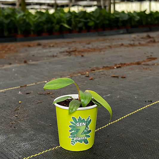 Premium Package - BEBOLD 2" Plants