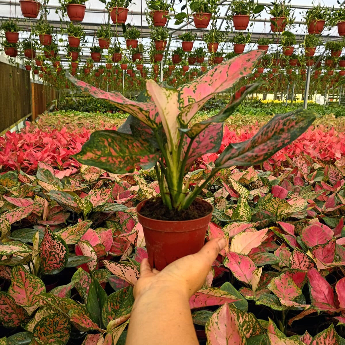 4" Aglaonema Ruby