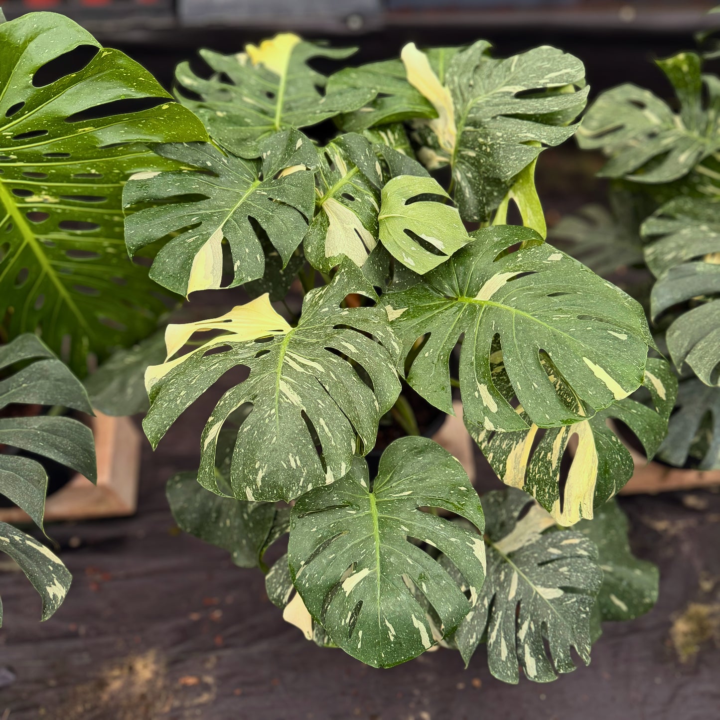 14" Monstera Thai Constellation