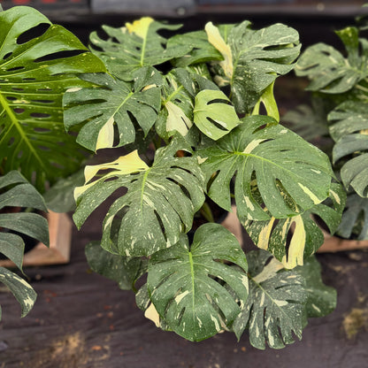 14" Monstera Thai Constellation