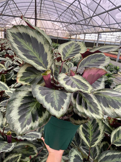 8” Calathea Shine Star