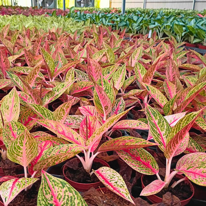 4" Aglaonema Legacy Red