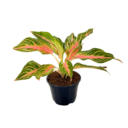 6" Aglaonema Pink Panama