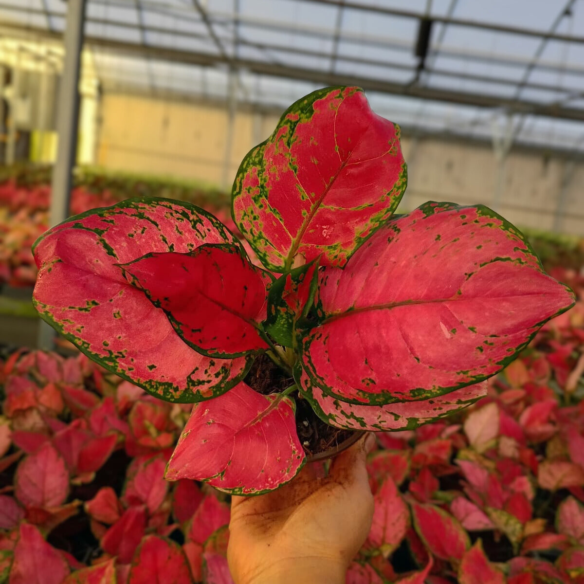 4" Aglaonema Cherry Red