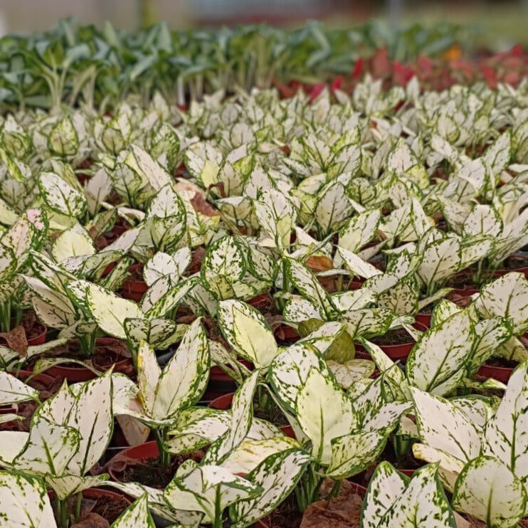 4" Aglaonema Super White