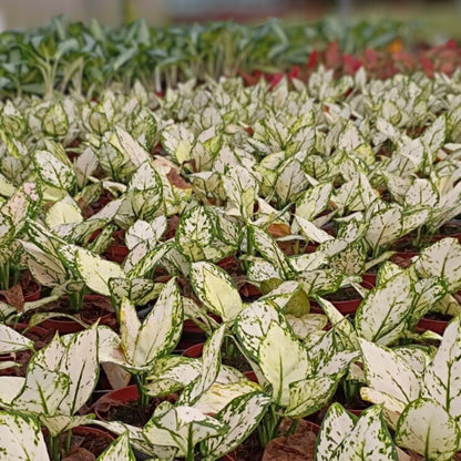 4" Aglaonema Super White