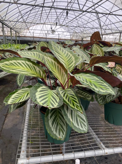 8" Calathea Cora