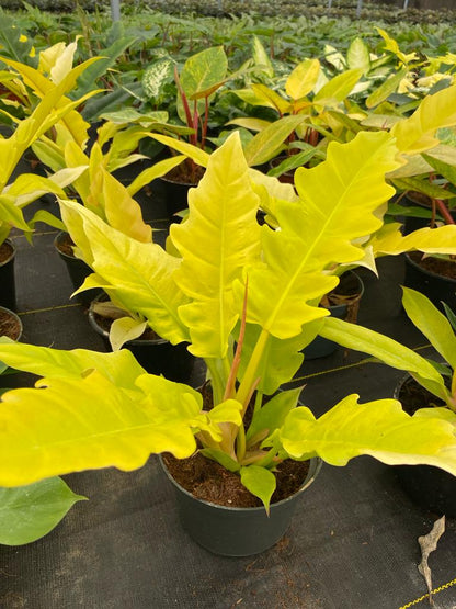 6"  Philodendron Golden Crocodile