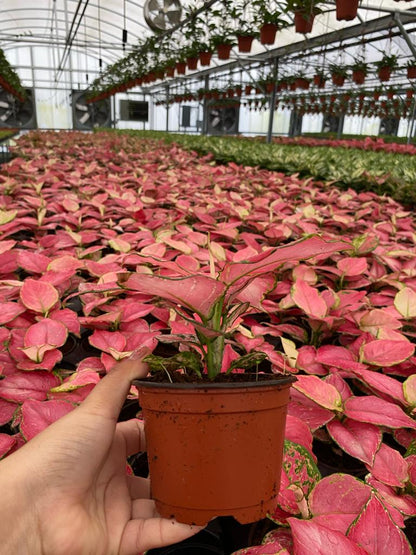 4" Aglaonema Geely Red