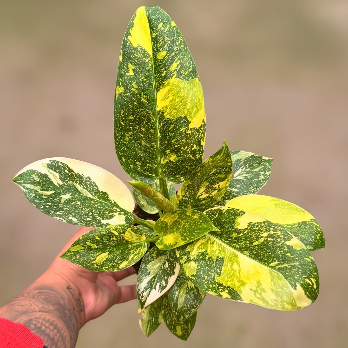 4" Philodendron Green Congo Varigated (High Variegation)