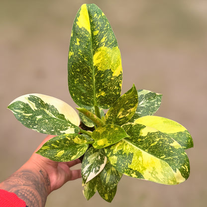 4" Philodendron Green Congo Varigated (High Variegation)