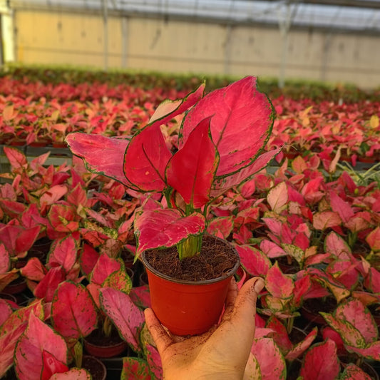 4" Aglaonema Cherry Red
