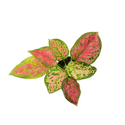 4" Aglaonema Kumkoon