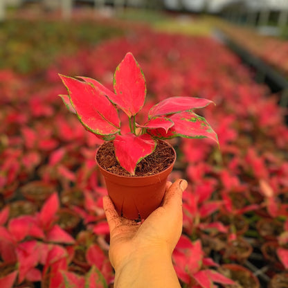 4" Aglaonema Rubi Garuda