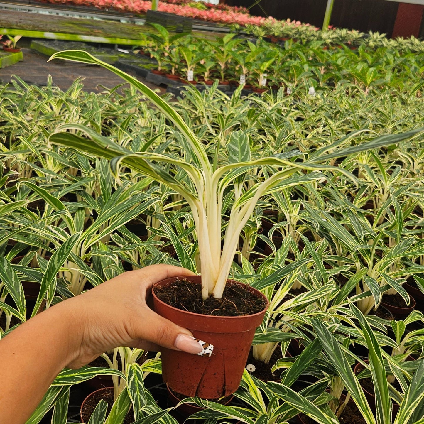 Aglaonema-Bamboo