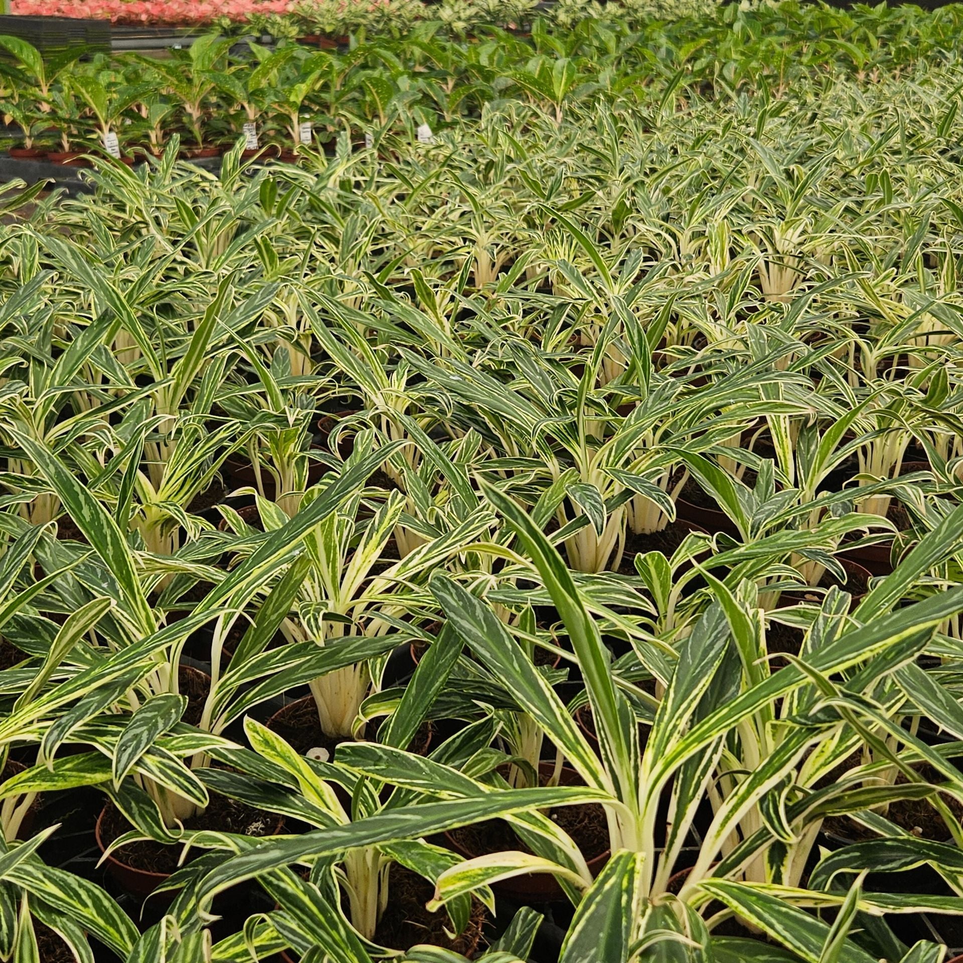 Aglaonema-Bamboo-4inch