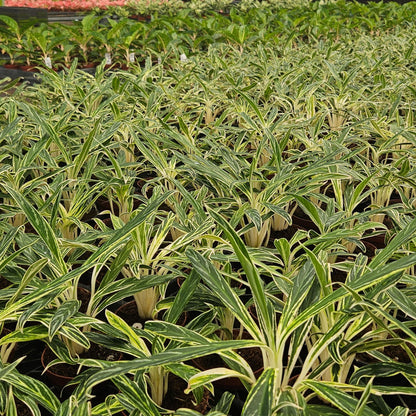 Aglaonema-Bamboo-4inch