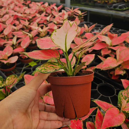 4" Aglaonema Beauty