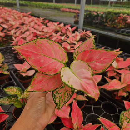 4" Aglaonema Beauty
