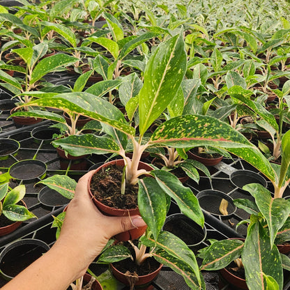 Aglaonema-Night-Sparkle