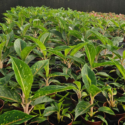 Aglaonema-Night-Sparkle-4inch