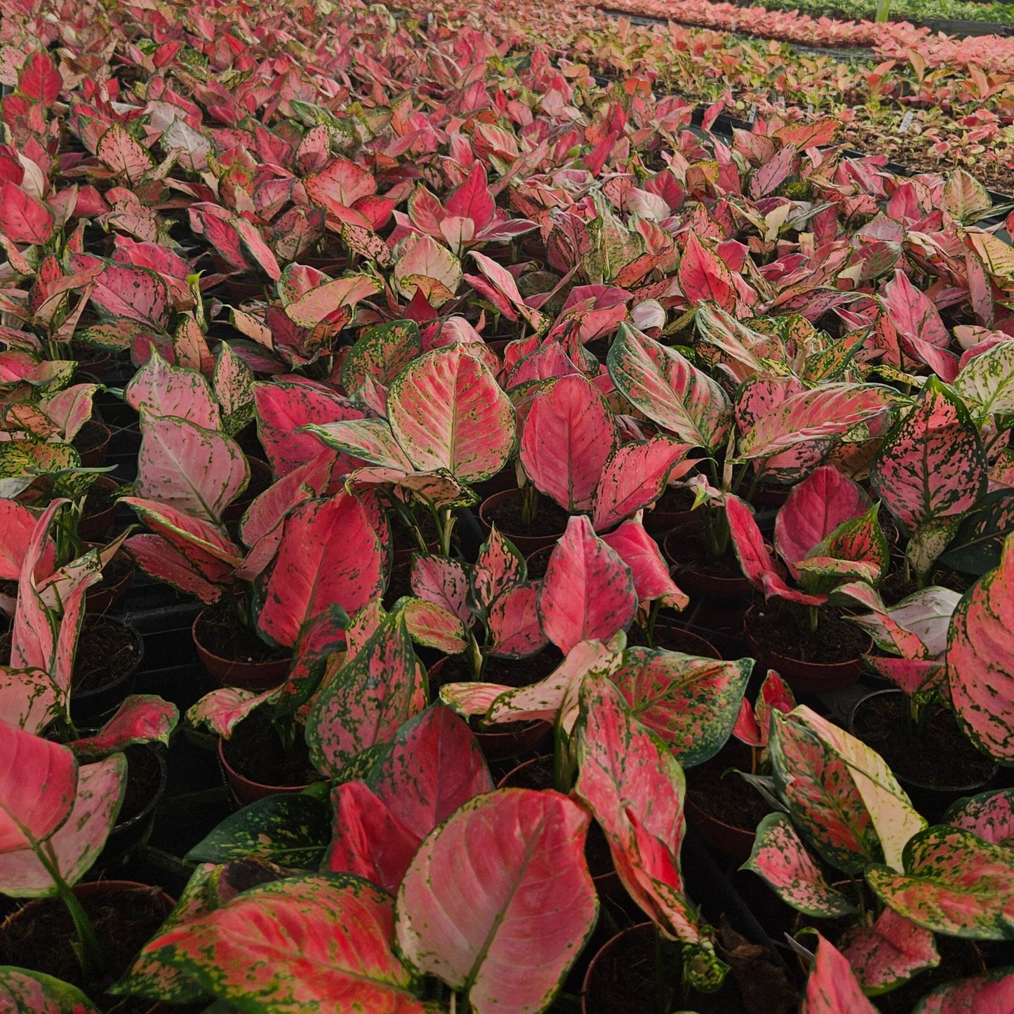 4" Aglaonema Red Valentine