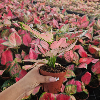 4" Aglaonema Red Valentine