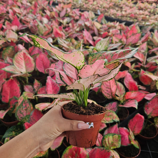 4" Aglaonema Red Valentine