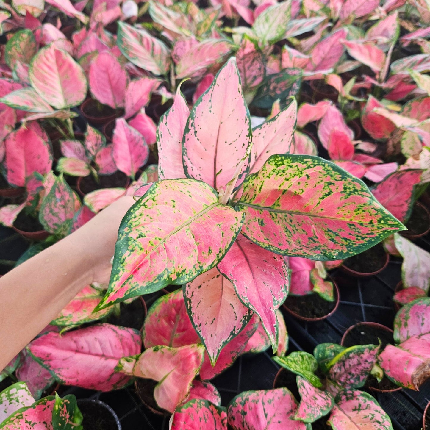 4" Aglaonema Red Valentine