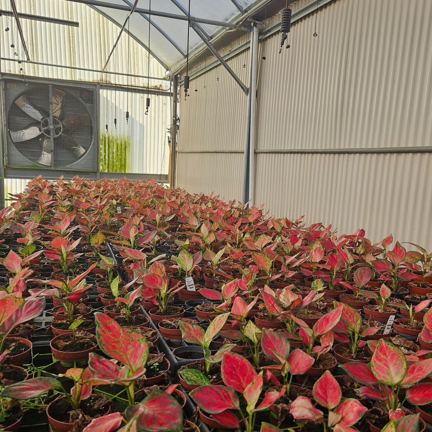 4" Aglaonema Richard